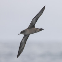 Short-tailed Shearwater